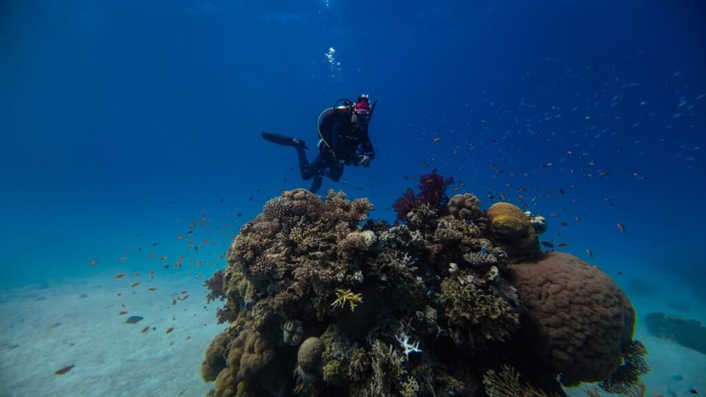 Diver over a coral bommie