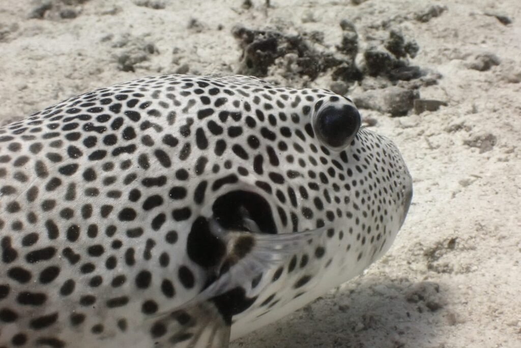 Pufferfish resting on the sand