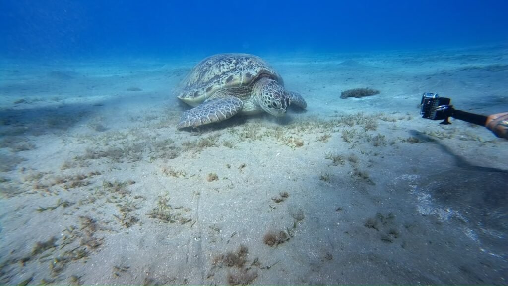 Turtle with a camera in the frame