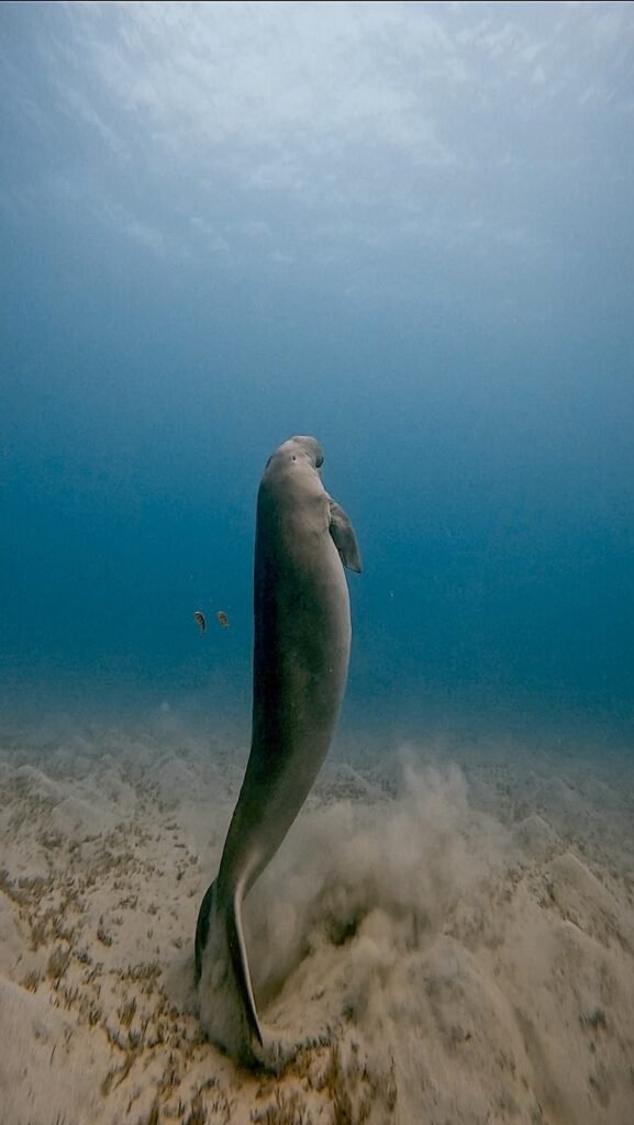Dugong grazing on the sea grass