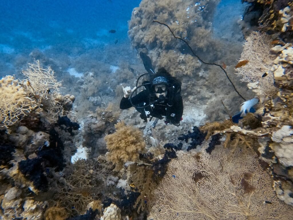 Diver beside a coral wall